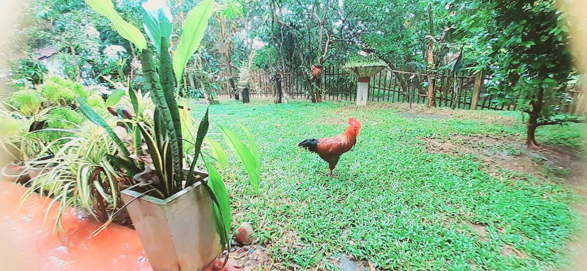 Bamboo Home Stay Hiriketiya Dikwella Luaran gambar